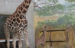 Żyrafka w zamojskim zoo