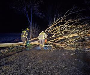 Wichura na Dolnym Śląsku. Powalone drzewa, uszkodzone samochody. Niemal 200 interwencji strażaków