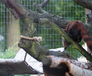 Nowy mieszkaniec warszawskiego zoo. Już niebawem będzie można zobaczyć galidię