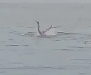 23-letni Rosjanin rozszarpany i zjedzony przez rekina! Przed śmiercią zdążył wykrzyknąć: Tato! [WIDEO, ZDJĘCIA]