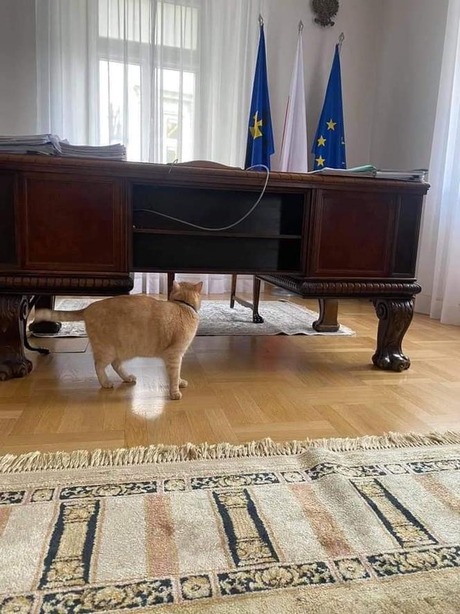 Koci celebryta z Przemyśla. Poznajcie kota Cząbra!