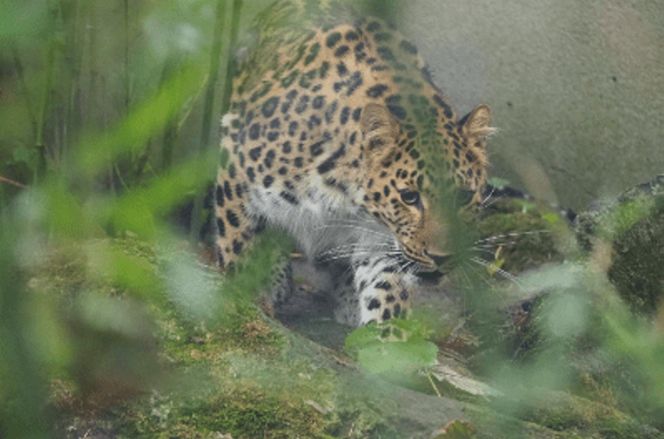 Kicia ze sklejką Nowa mieszkanka zoo w Warszawie. Na wolności żyje tylko 130 osobników