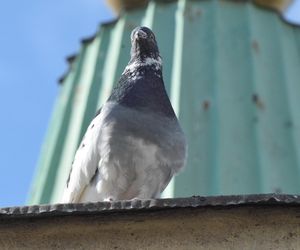 Eksmitują gołębie z Grubej Kaśki na czas remontu