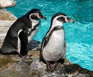 W chorzowskim zoo odbędzie się Dzień Pingiwna. Na gości będą czekać liczne atrakcje