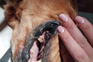 Dramatyczna interwencja KTOZ. Wygolone włosy psa ważyły ponad trzy kilogramy