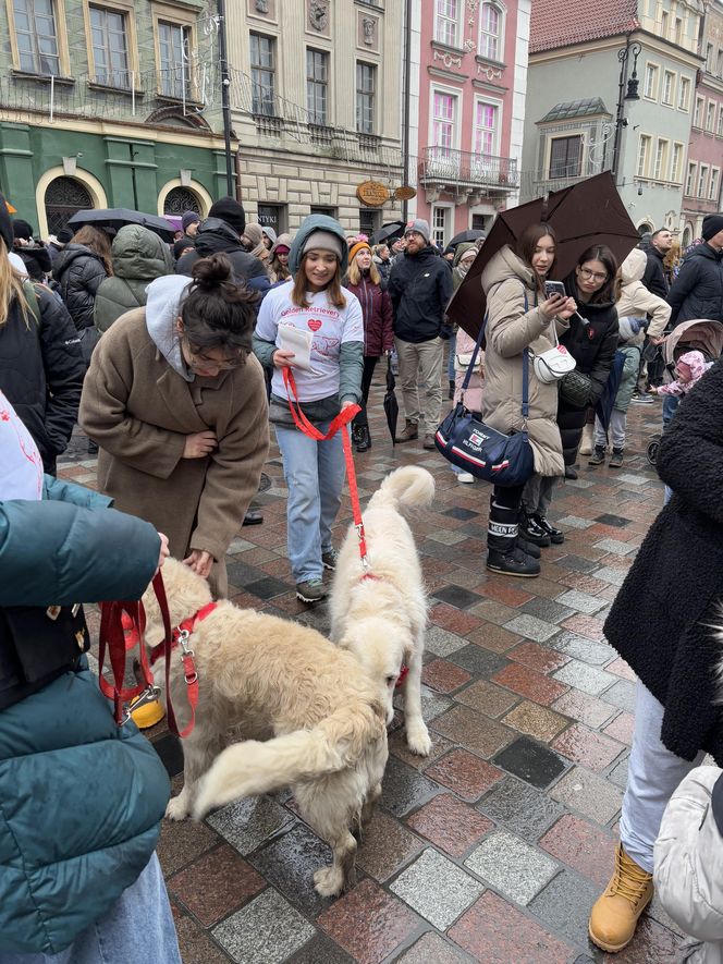 Golden Retriever WOŚP w Poznaniu