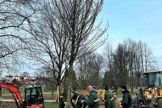 Park Ogród Płaszów się rozrasta. Wkrótce zazielenią się nowe drzewa