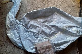 Ten balon przeleciał niemal tysiąc kilometrów. Niecodzienne odkrycie w lesie