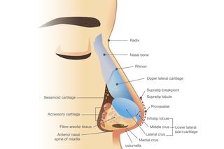 Nos: budowa, funkcje i choroby nosa