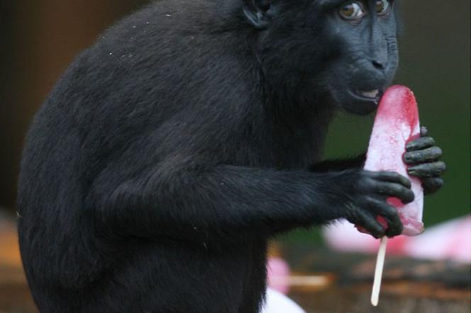 Szympans lodziarz