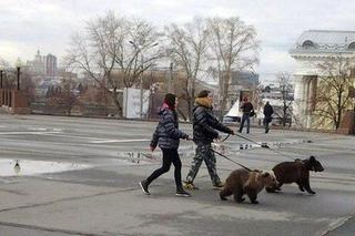 niedźwiedzie na ulicach