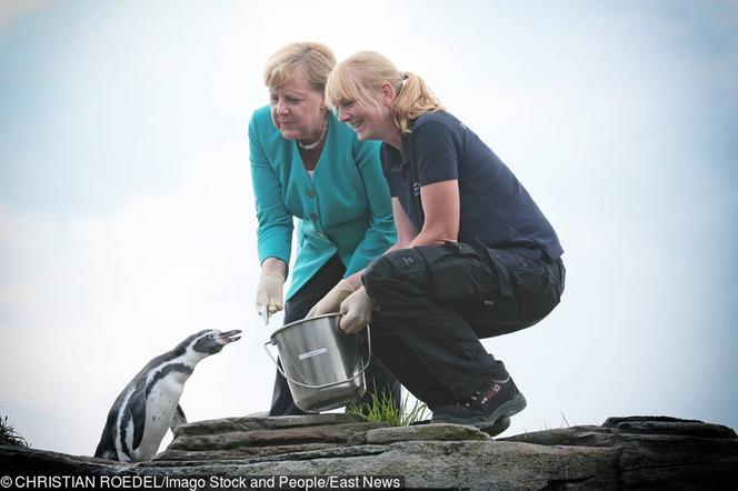 Merkel adoptowała pingwina! Pierzasty przyjaciel kanclerz Niemiec
