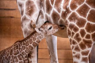 Mała żyrafa w zoo we Wrocławiu. Zobacz, jak poradziła sobie na swojej pierwszej sesji. Prawdziwy słodziak! 