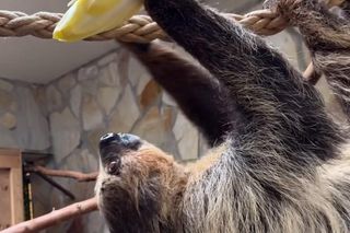 Leniwiec z ZOO Wrocław