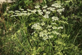 Kontakt z tą rośliną powoduje oparzenia i straszny ból. Ukrywa się wśród traw