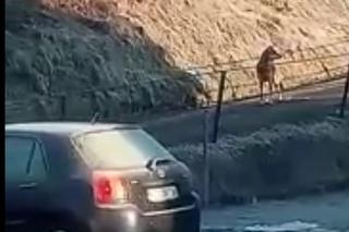 Przez wilki ludzie boją się wychodzić z domów