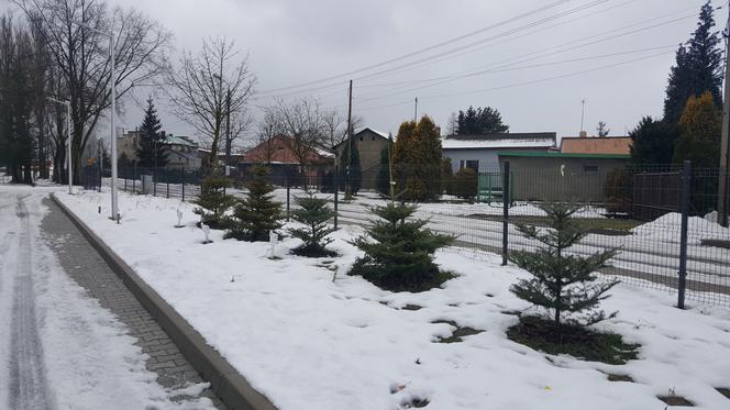 Drzewa dla sosnowieckiego hospicjum