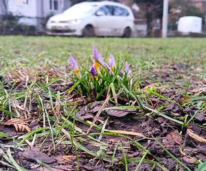 Pierwsze krokusy na Jasnych Błoniach