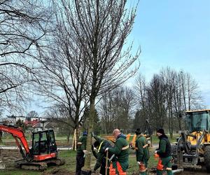 Park Ogród Płaszów się rozrasta. Wkrótce zazielenią się nowe drzewa