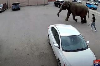 Słoń zwiał z cyrku. Błąkał się po autostradzie, ludzie w szoku!