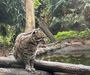 Taraje z Ogrodu Zoobotanicznego w Toruniu