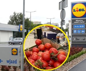 Szokująca cena polskich pomidorów w niemieckim Lidlu. Dziennikarz Super Expressu: To po prostu przykre! 