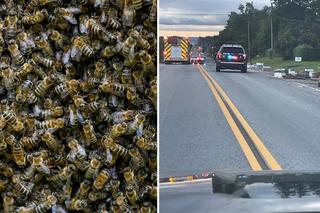 5 milionów pszczół spadło z TIR-a na autostradę. Dramatyczny apel do kierowców!  