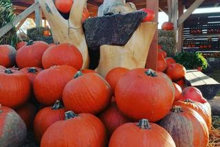 To prawdziwy raj dla jesieniar! Znajduje się niedaleko Gdańska! 
