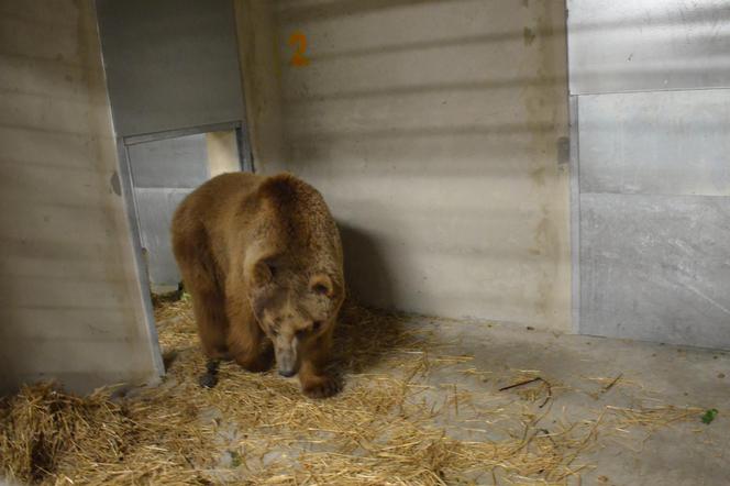 Niedźwiedź Baloo w poznańskim zoo: „Nadal kocha ludzi”