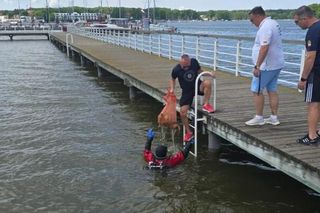Płetwonurkowie oczyszczali plaże w Iławie. W wodzie masa śmieci