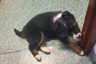 Porzucony szczeniak piszczał w lesie. Kierowca autobusu uratował go od śmierci!