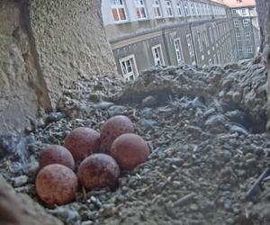 W gnieździe sokołów złożonych zostało 6 jaj