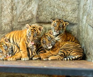 Niesamowite narodziny w ZOO Wrocław. Poznajcie tygrysy sumatrzańskie