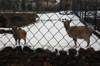 ZOO Toruń zaprasza!