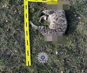 Nie dał się pogłaskać. 42-latek poćwiartował kota. Internauta: ZŁO, które trudno wyrazić słowami