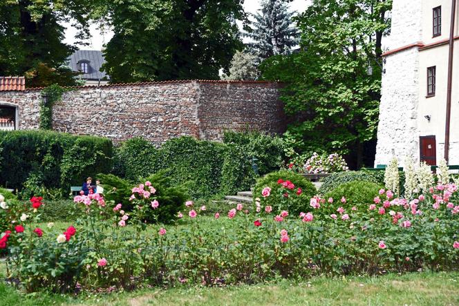 Kwitnący Ogród Muzeum Archeologicznego w Krakowie 