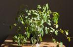 Cissus rombolistny