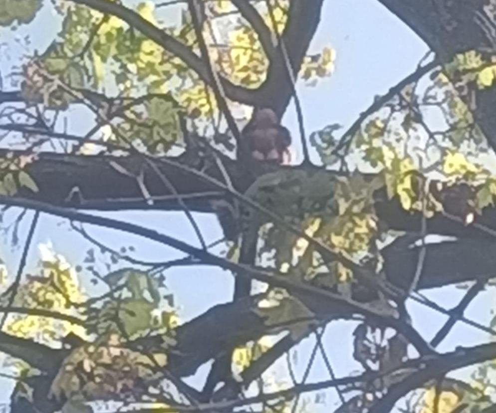 Małpka uciekła na drzewo. Konieczna była interwencja strażaków 