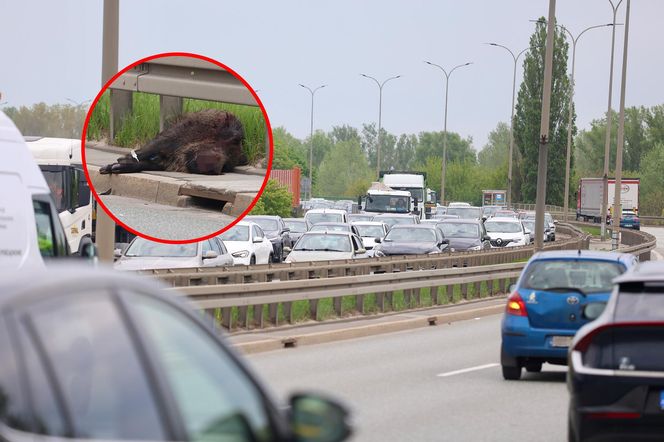 Warszawa sparaliżowana! Karambol po potrąceniu dzika. Kosmiczny korek aż do Marsa