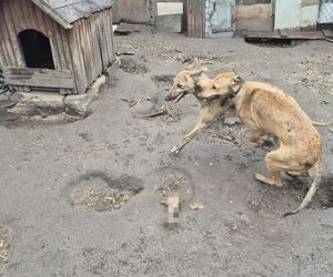 Dramat w Pruszkowie. Przetrzymywał zwierzęta w skandalicznych warunkach. Właściciel próbował się ich pozbyć