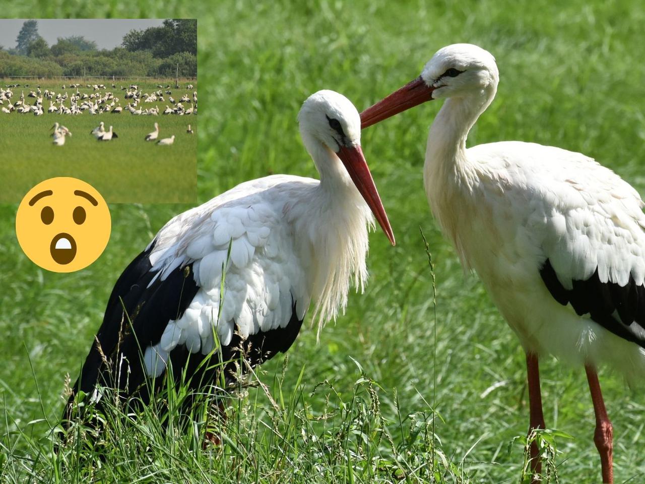 SETKI bocianów lądują na polskich łąkach. To niezwykły fenomen widoczny tylko tego lata! 