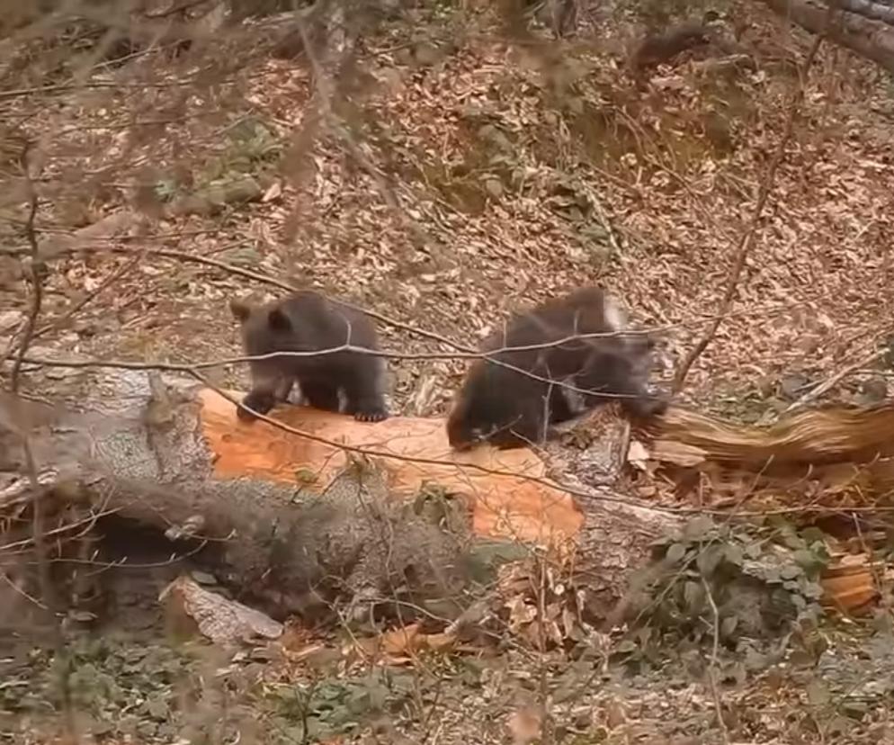 Urocza zabawa małych niedźwiadków. To nagranie to sama słodycz! 