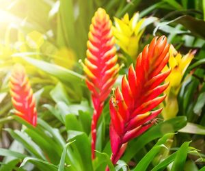 Frizea lśniąca (Vriesea splendens) 