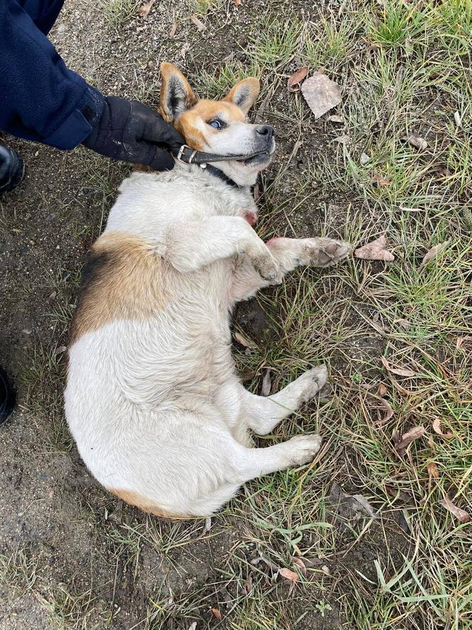 Policjanci znaleźli potrąconego psa Lesia