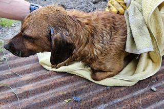 Nowy Sącz. Mały piesek wylądował w głębokiej studni. Strażacy musieli użyć technik alpinistycznych