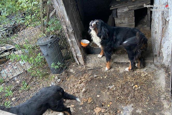 Na terenie Świętochłowic zrobili sobie mini-zoo. Zwierzęta były strasznie zaniedbane