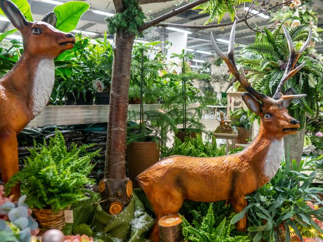 W Centrum Ogrodniczym Szarotka znajdziemy największy wybór dekoracji świątecznych