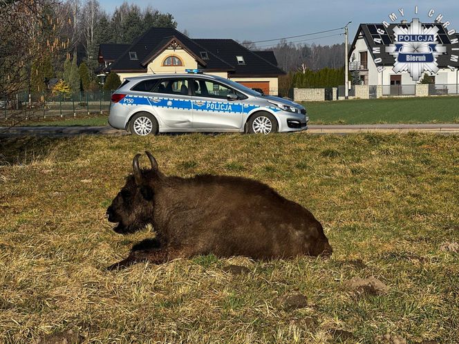 Sprytna żubrzyca na spacerze po Bojszowach Nowych. Wyszła z rezerwatu wyjściem dla jeleni