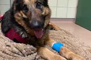 Suczka Sandi na operacji