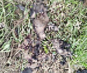 Zabójstwo pod Grójcem